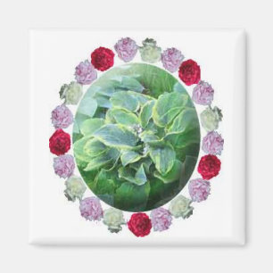 Hosta mit rote weiße rosa Pfingstrosen-im Garten Magnet