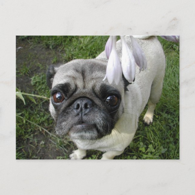 Hosta Mops Postkarte (Vorderseite)