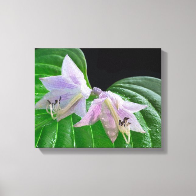 Hosta Pflanze Leaf und Blume Leinwanddruck (Vorderseite)