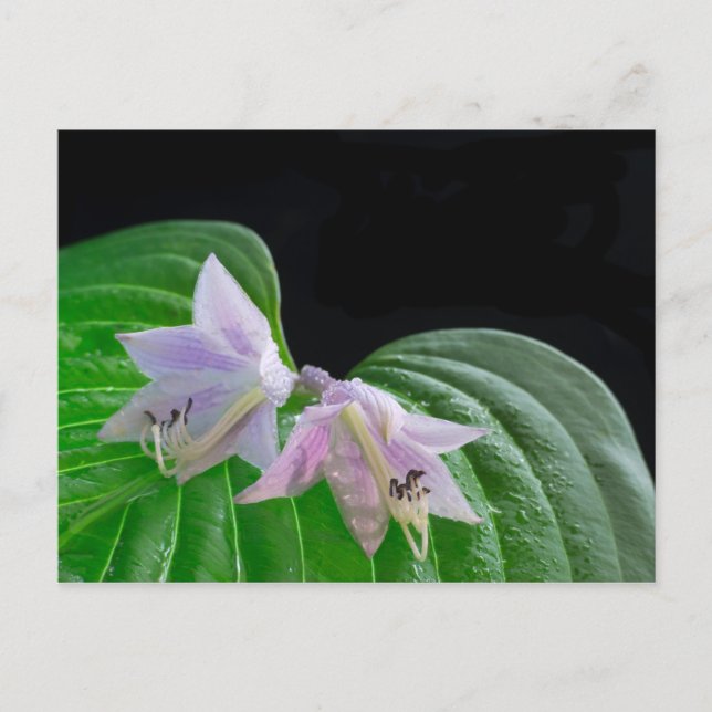 Hosta Pflanze Leaf und Blume Postkarte (Vorderseite)