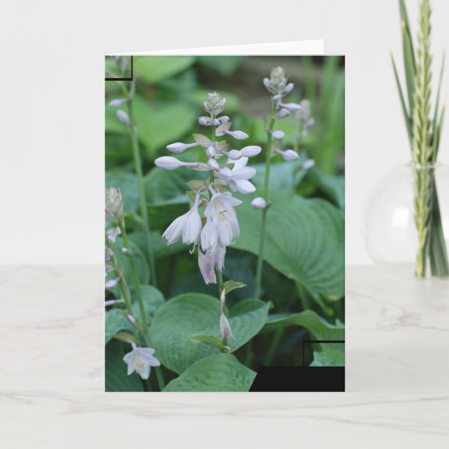 Hosta-Pflanzen-Gruß-Karte Karte (Vorderseite)