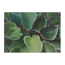 Hostas - limitiert