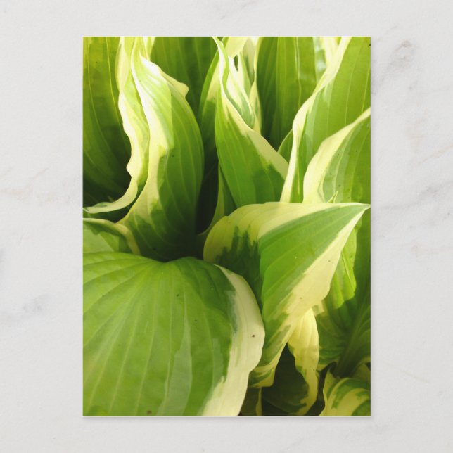 Hostas Postkarte (Vorderseite)