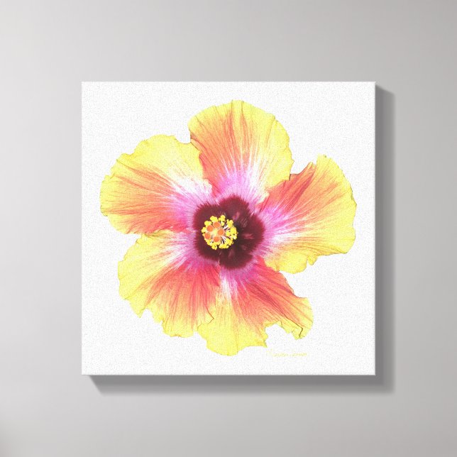 Hot Hibiskus Leinwanddruck (Vorderseite)