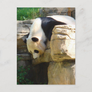Hot Panda Postkarte
