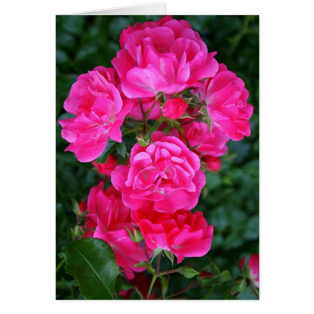 Hot Pink Bouquet (Vorne)