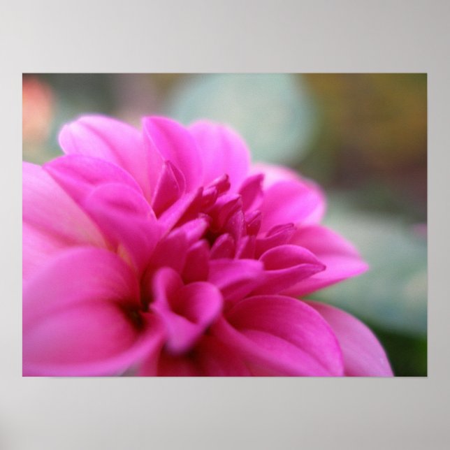 Hot Pink Dahlia Poster (Vorne)