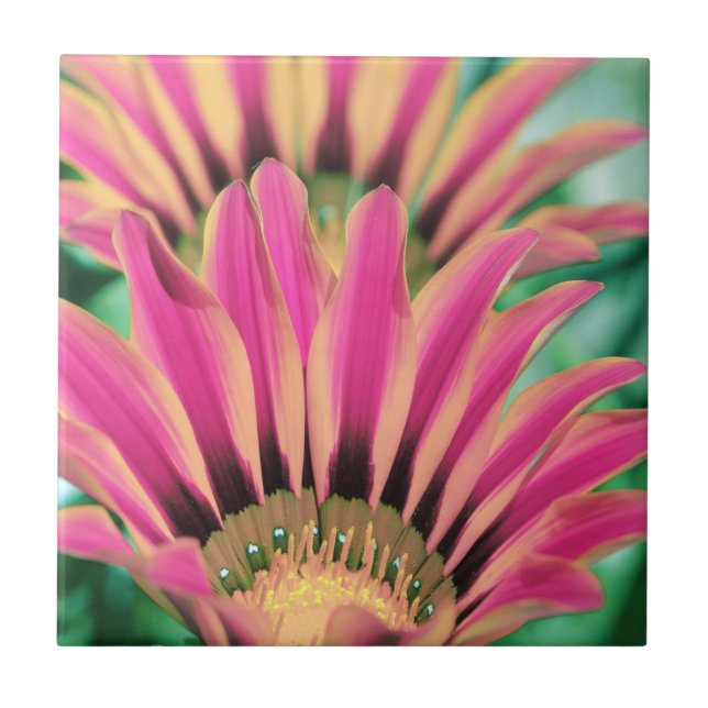 Hot Pink Daisy Petals Fliese (Vorderseite)