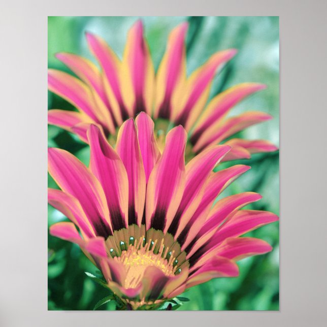 Hot Pink Daisy Petals Poster (Vorne)