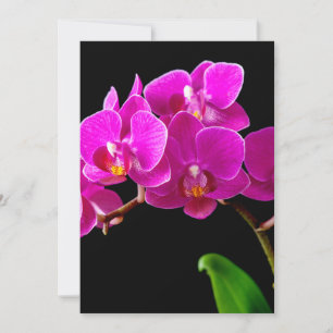 Hot Pink Dendrobium Orchid-Blume Orchideen Vorlage