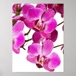 Hot Pink Dendrobium Orchid - Orchideen Hintergrund Poster
