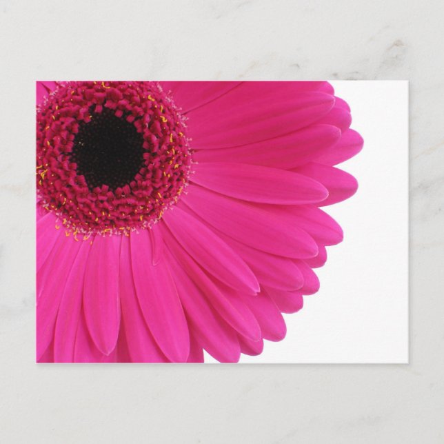 Hot Pink Gerbera Postkarte (Vorderseite)