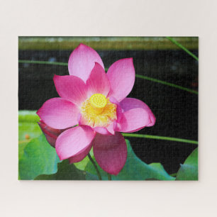Hot Pink Lotus