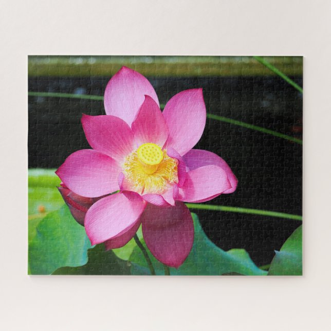 Hot Pink Lotus (Horizontal)