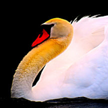 Hot Pink-Rose auf der schwarzen Krawatte