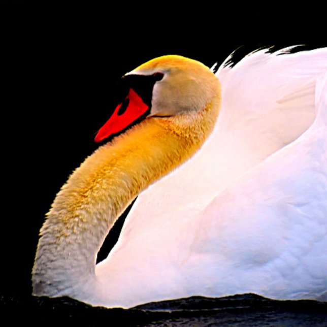 Hot Pink-Rose auf der schwarzen Krawatte (Von Creator hochgeladen)