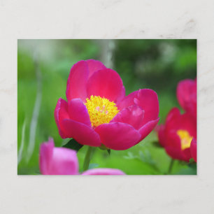 Hot Pink-Rose Feiertagspostkarte
