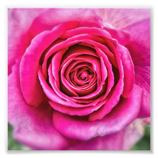 Hot Pink-Rose Fotodruck (Vorne)