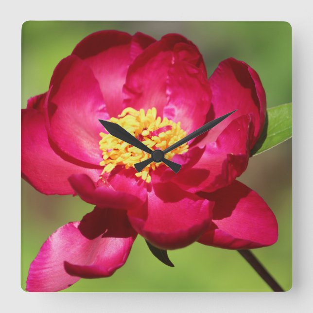 Hot Pink Trend Quadratische Wanduhr (Vorderseite)