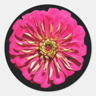 'Hot Pink Zinnea' Runder Aufkleber