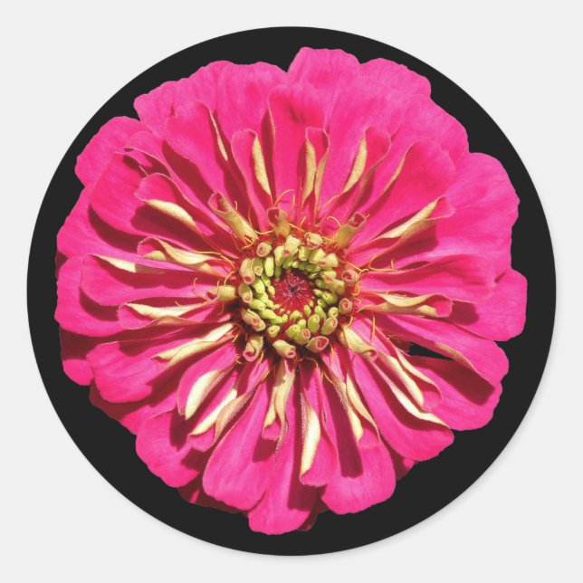 'Hot Pink Zinnea' Runder Aufkleber (Vorderseite)