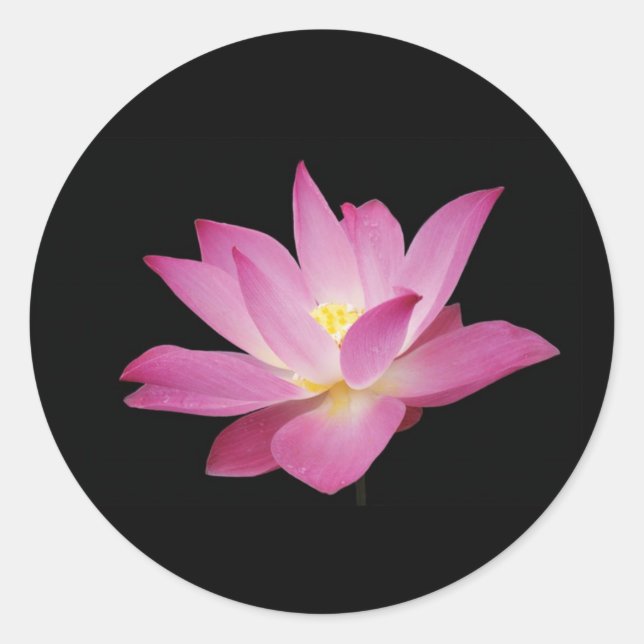 Hot-Rosa-Lotus-Blume auf der schwarzen Hintergrund Runder Aufkleber (Vorderseite)