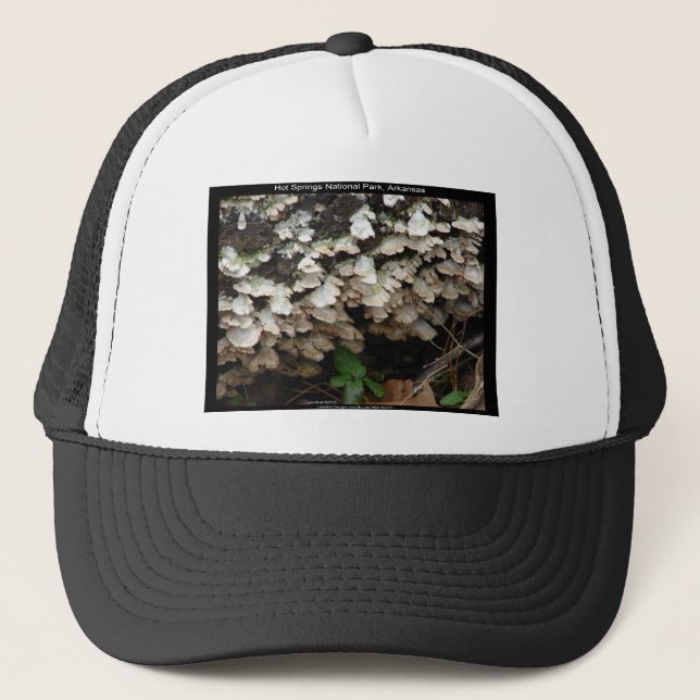 Hot Spings National Park, Arkansas Tree Fungus Truckerkappe (Vorderseite)
