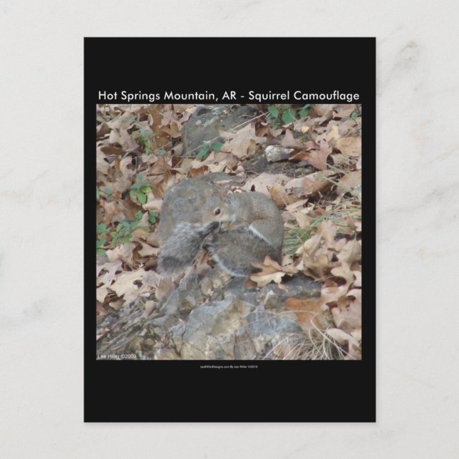 Hot Springs Mountain, AR Squirrel Camouflage Gesch Postkarte (Vorderseite)