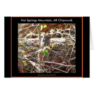 Hot Springs Mountain, Arkansas Chipmunk Cadfts