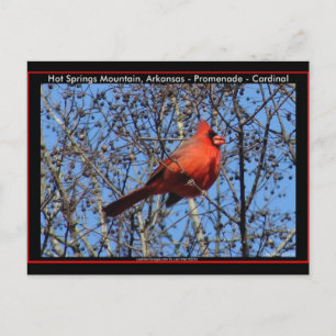 Hot Springs Mountain Promenade  Cardinal Geschenke Postkarte