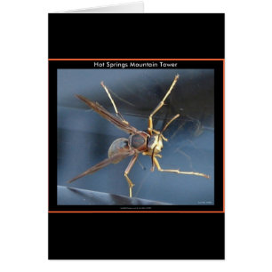 Hot Springs Mountain Wasp Don & Aparel