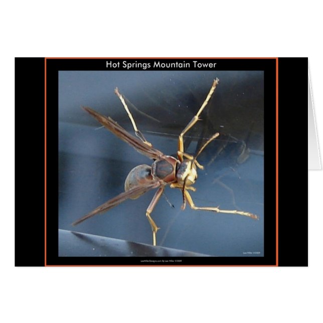 Hot Springs Mountain Wasp Don & Aparel (Devant horizontal)