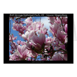 Hot Springs National Park AR Saucer Magnoia Cadeau