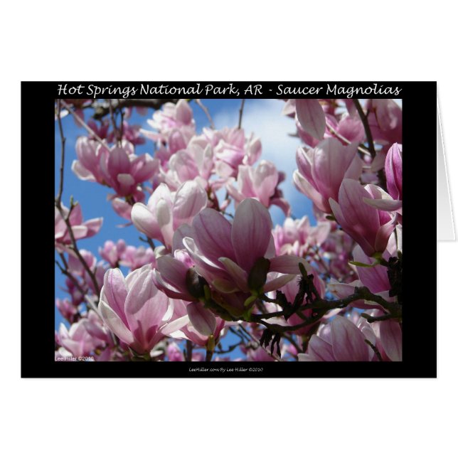 Hot Springs National Park AR Saucer Magnoia Cadeau (Devant horizontal)