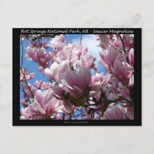 Hot Springs National Park AR Teller Magnolien Gesc Postkarte