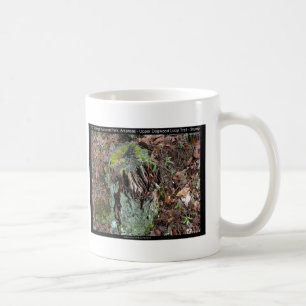 Hot Springs National Park, AR Upper Dogwood Loop Kaffeetasse