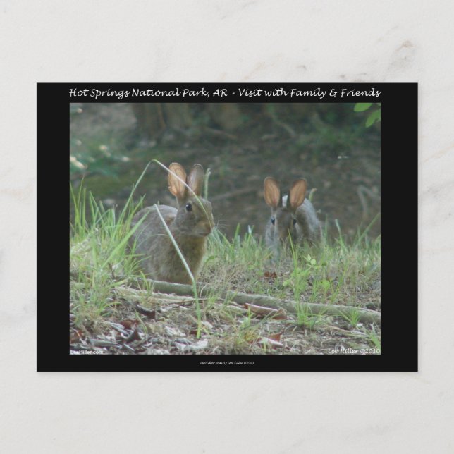 Hot Springs National Park, AR Wild Rabbits Geschen Postkarte (Vorderseite)