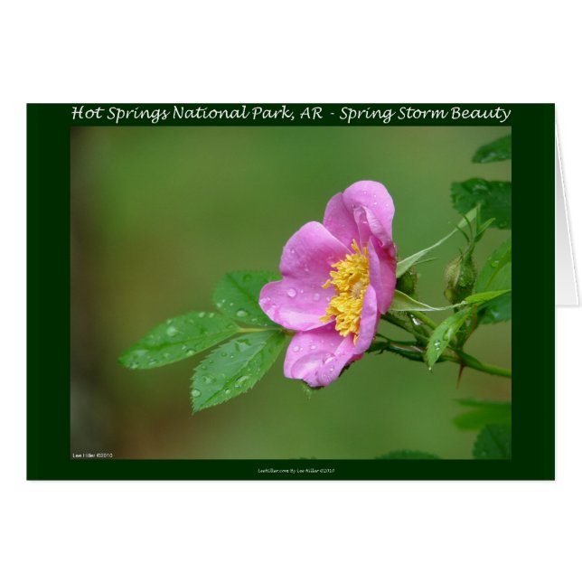 Hot Springs National Park, AR Wild Rose Don (Devant horizontal)