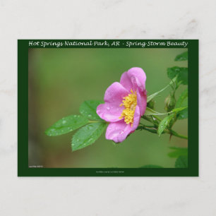 Hot Springs National Park, AR  Wild Rose Geschenke Postkarte