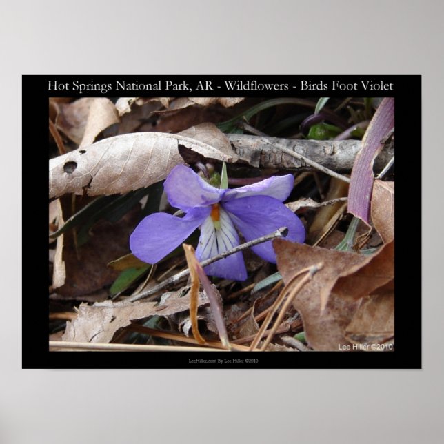 Hot Springs National Park, AR Wild Violet Poster (Vorne)
