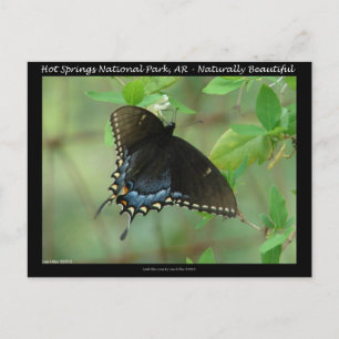 Hot Springs National Park Schwalbenschwanz-Schmett Postkarte