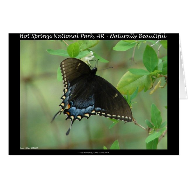 Hot Springs National Park Swallowtail Butterfly (Devant horizontal)