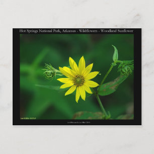 Hot Springs National Park Wald-Sonnenblumen-Gesche Postkarte