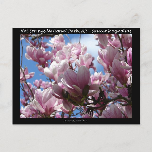 Hot Springs Nationalpark AR Saucer Magnoia - Gesch Postkarte (Vorderseite)