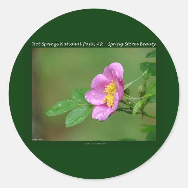 Hot Springs Nationalpark, AR Wild Rose Geschenke Runder Aufkleber (Vorderseite)