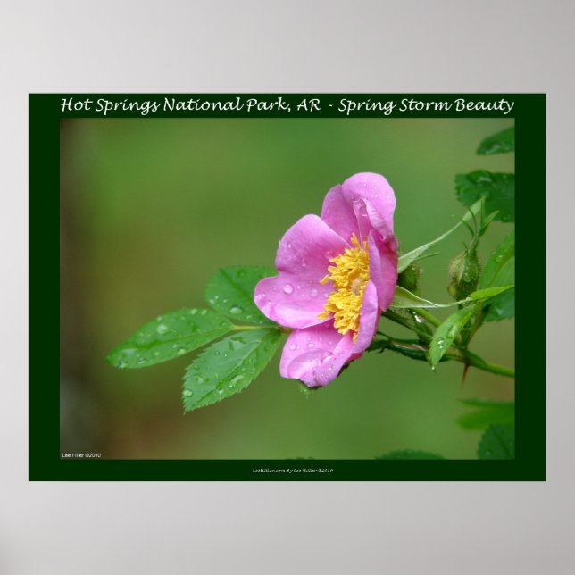 Hot Springs Nationalpark, AR Wilde Rose Briefmarke Poster (Vorne)