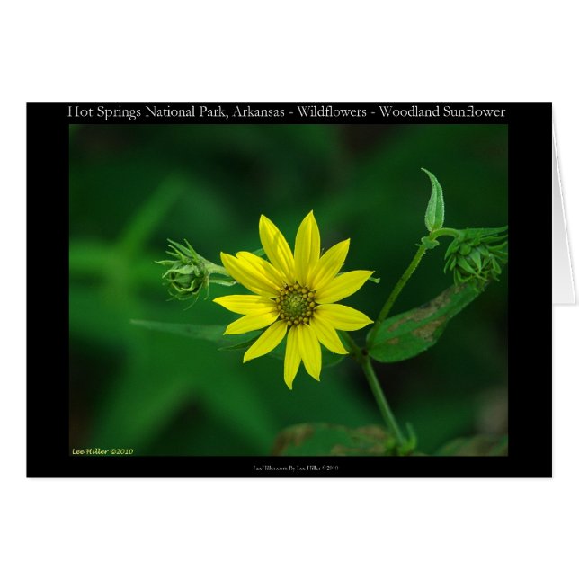 Hot Springs Nationalpark Waldland Sonnenblumengesc (Vorderseite (Horizontal))