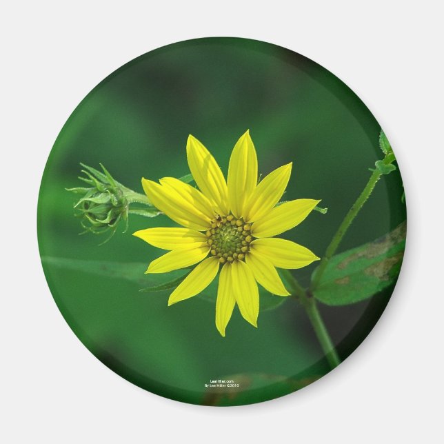 Hot Springs Nationalpark Waldland Sonnenblumengesc Magnet (Vorne)
