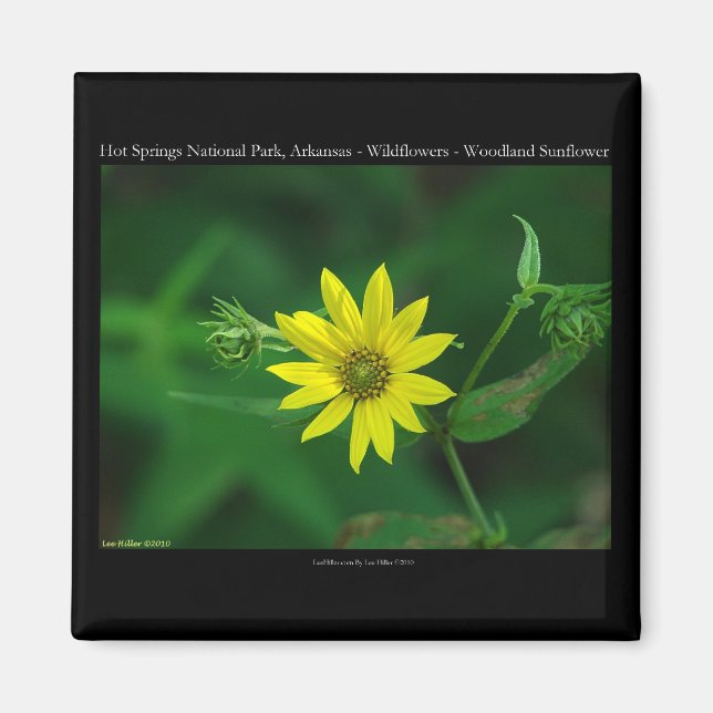 Hot Springs Nationalpark Waldland Sonnenblumengesc Magnet (Vorne)