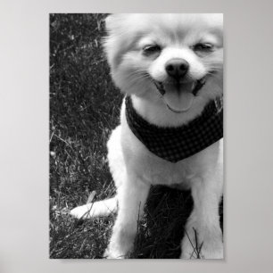 Hot Summer Doggays Poster